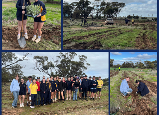 Yr 10 HASS Tree Planting Newsletter T3 W2 (1)