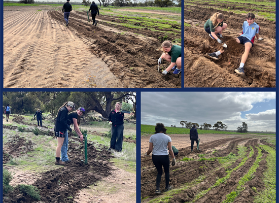 Yr 10 HASS Tree Planting Newsletter T3 W2 (2)